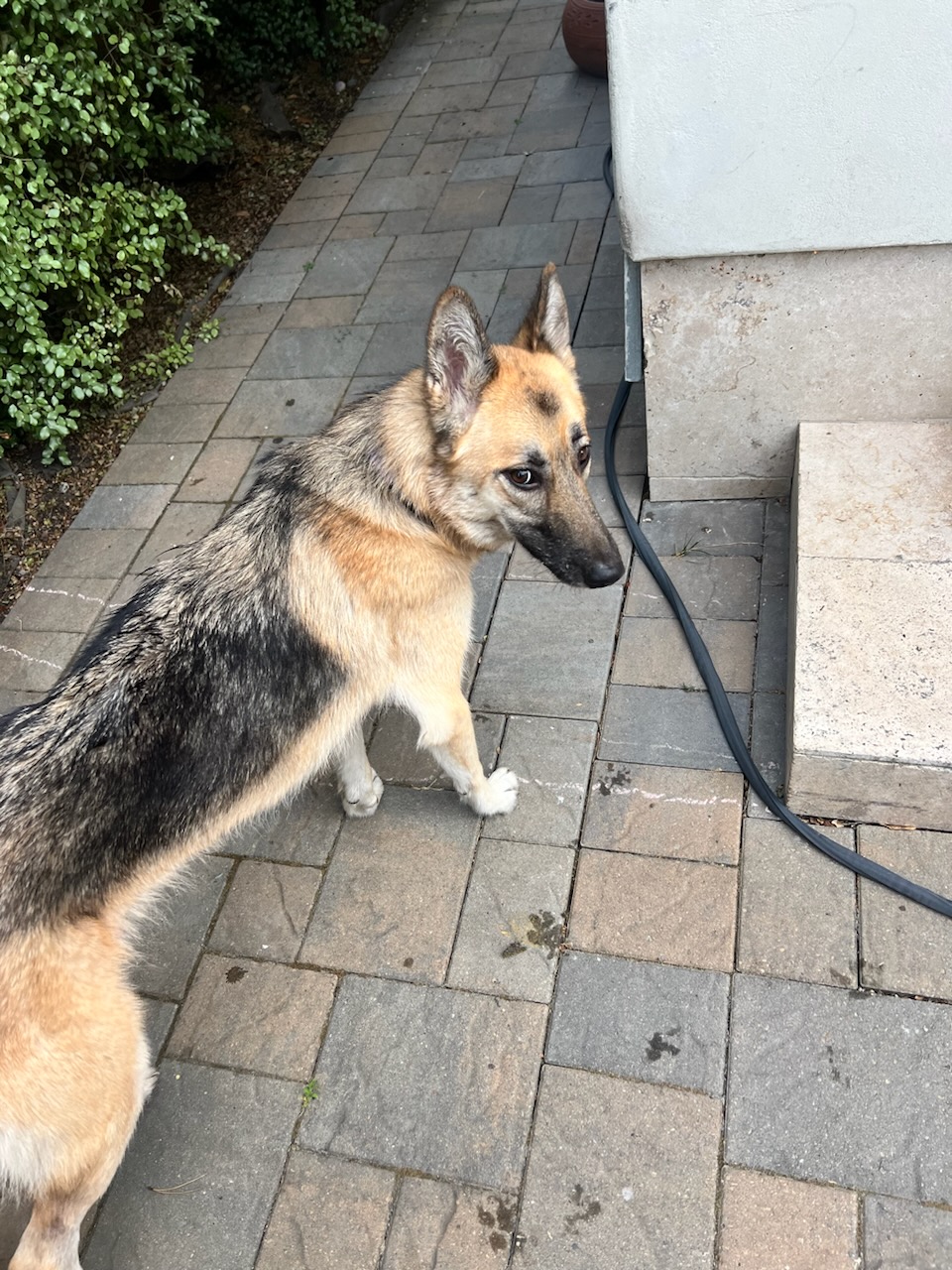 Luna, Adoptable, Young Female German Shepherd Dog.