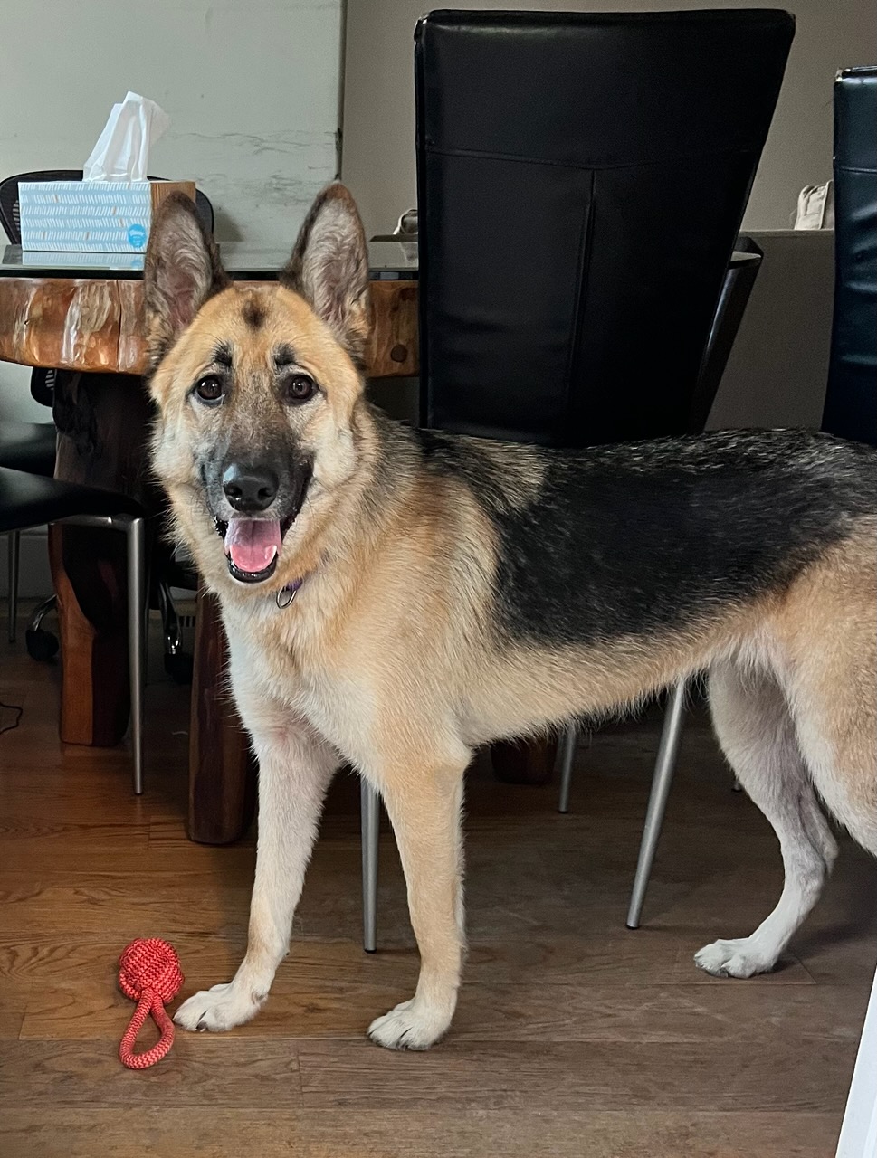 Enlarge Luna, a Adoptable German Shepherd Dog in San Jose, CA image 2/3