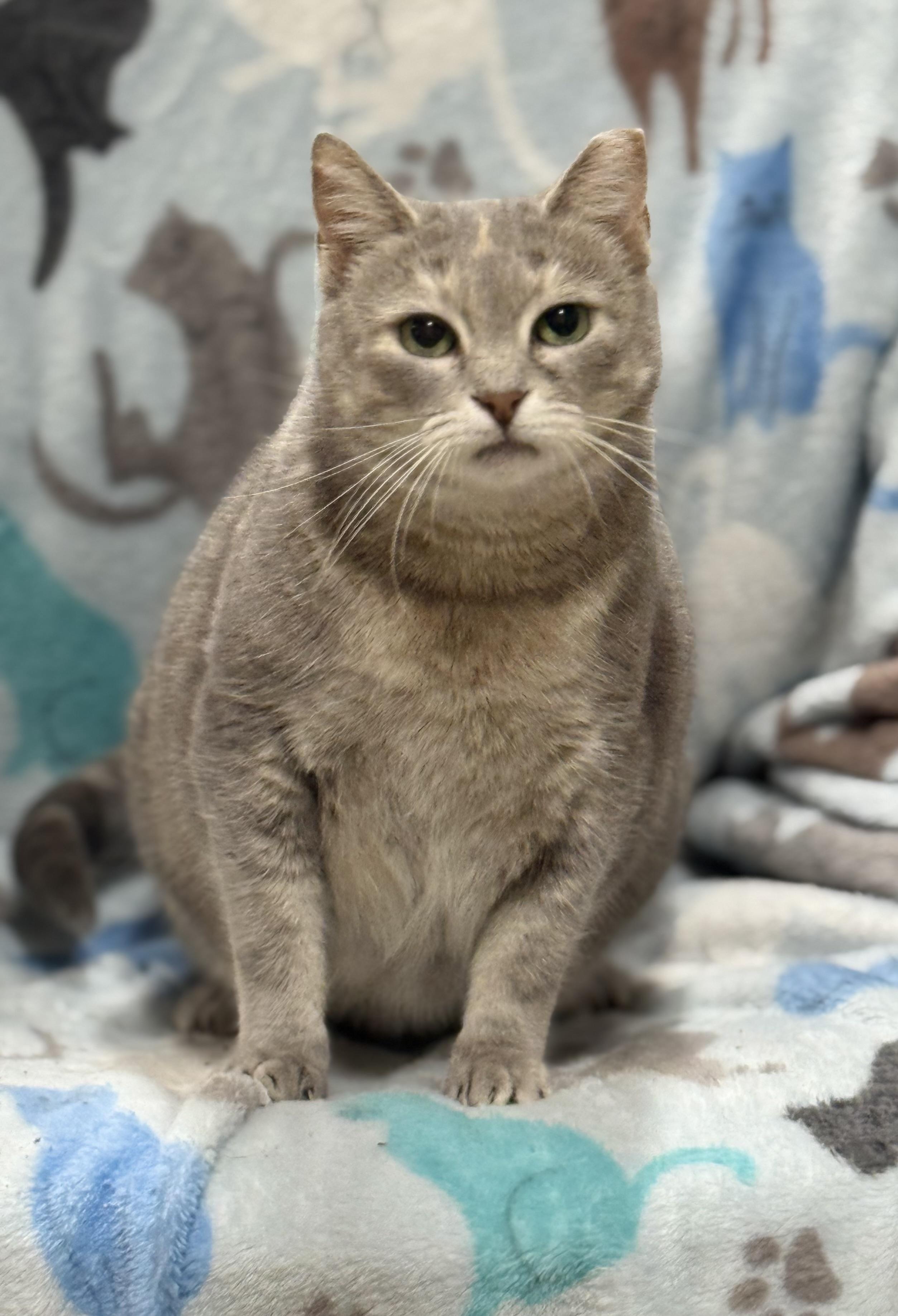 Bunny, a Adoptable Domestic Short Hair in Johnston, RI image 1/5