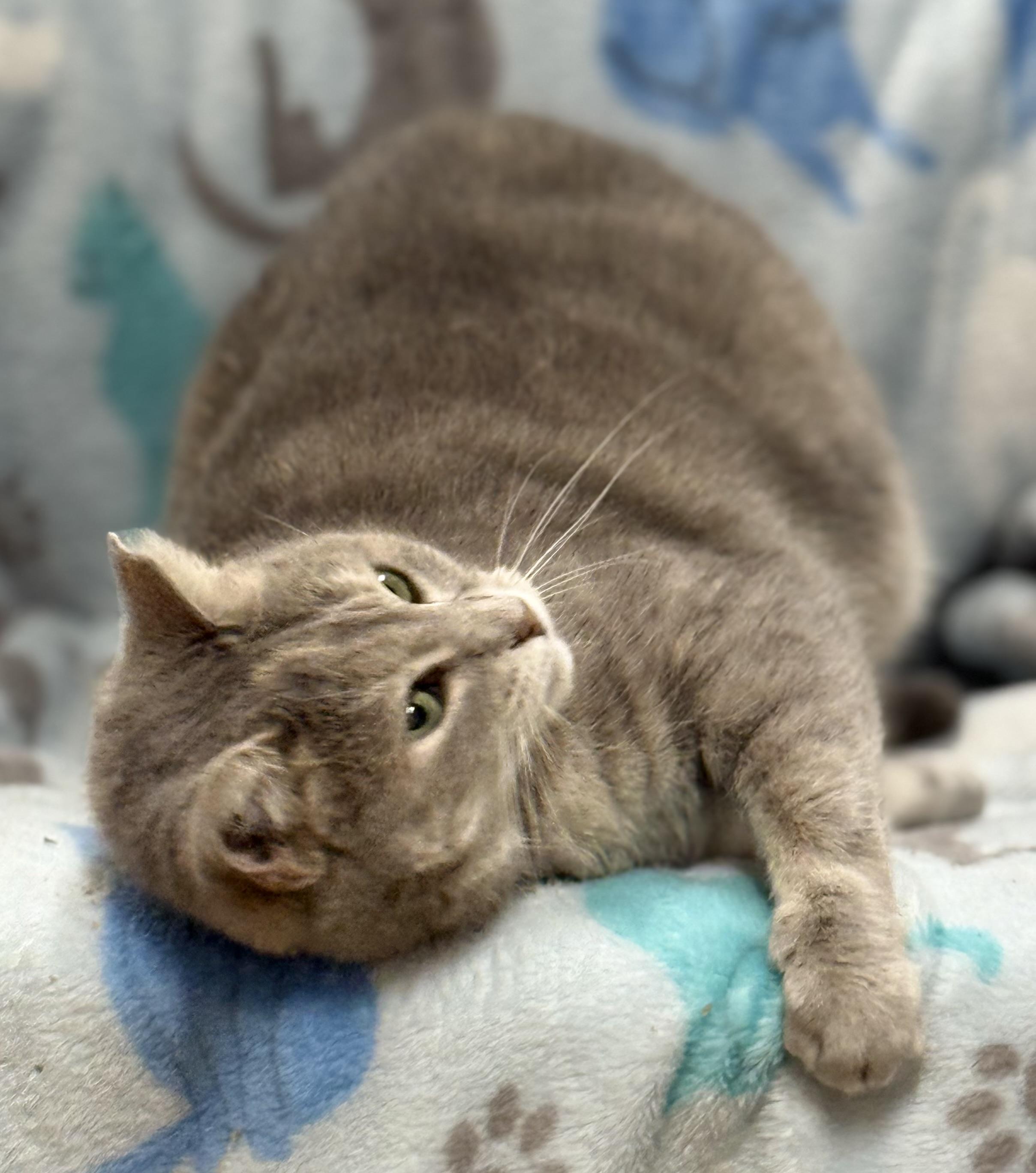 Bunny, a Adoptable Domestic Short Hair in Johnston, RI image 4/5