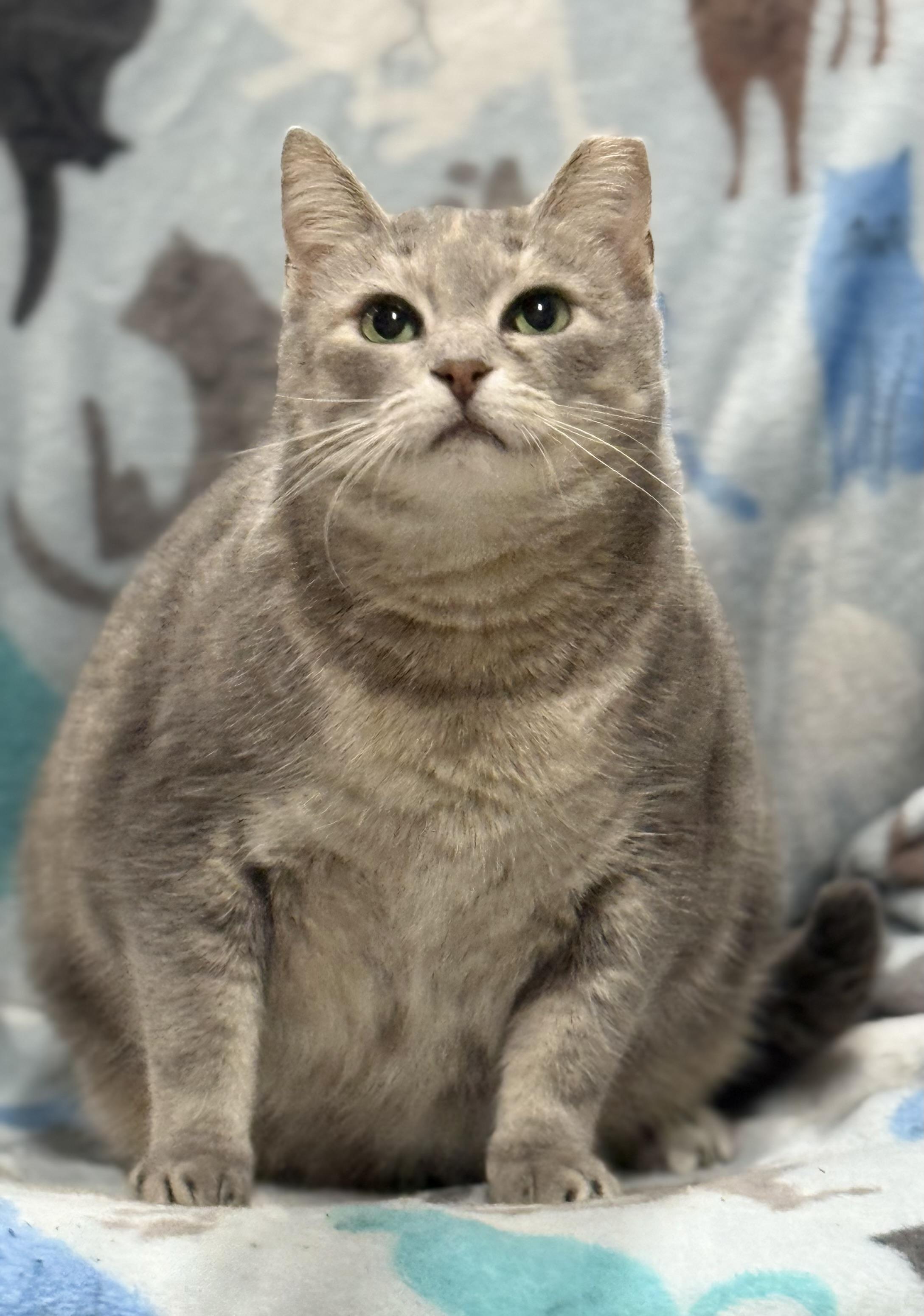 Bunny, a Adoptable Domestic Short Hair in Johnston, RI image 5/5