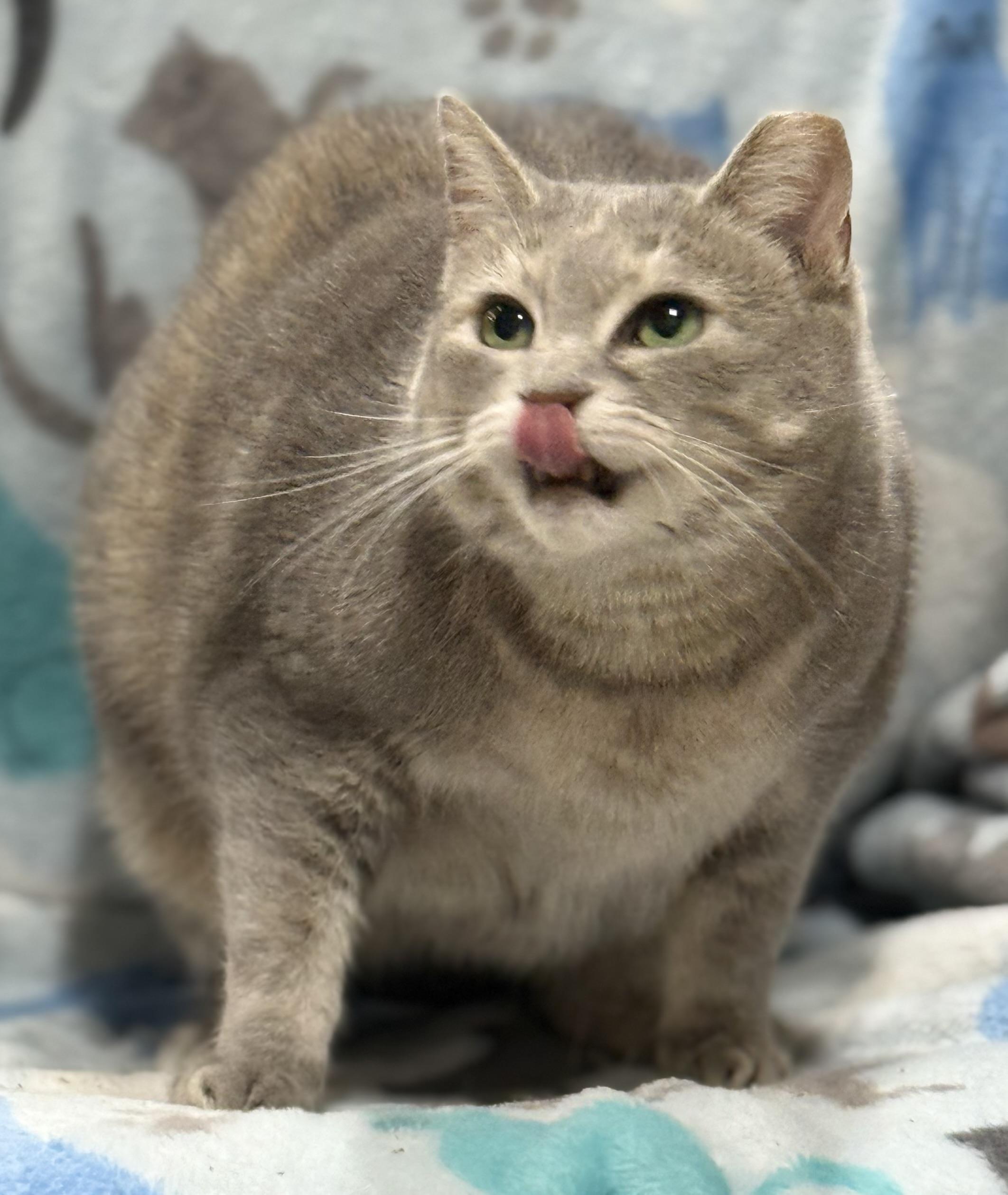 Bunny, a Adoptable Domestic Short Hair in Johnston, RI image 2/5