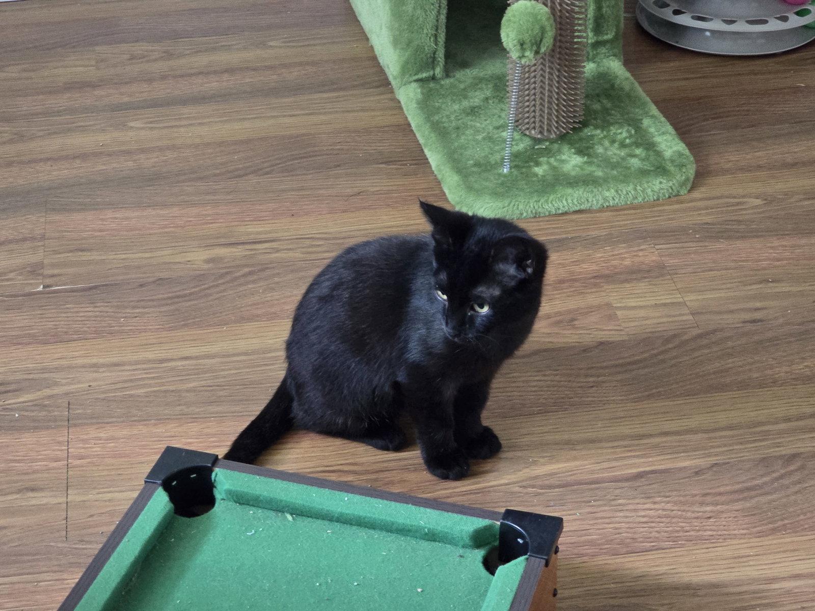 Felicia Hardy (6418), a Adoptable Domestic Short Hair in Wesley Chapel, FL image 2/2