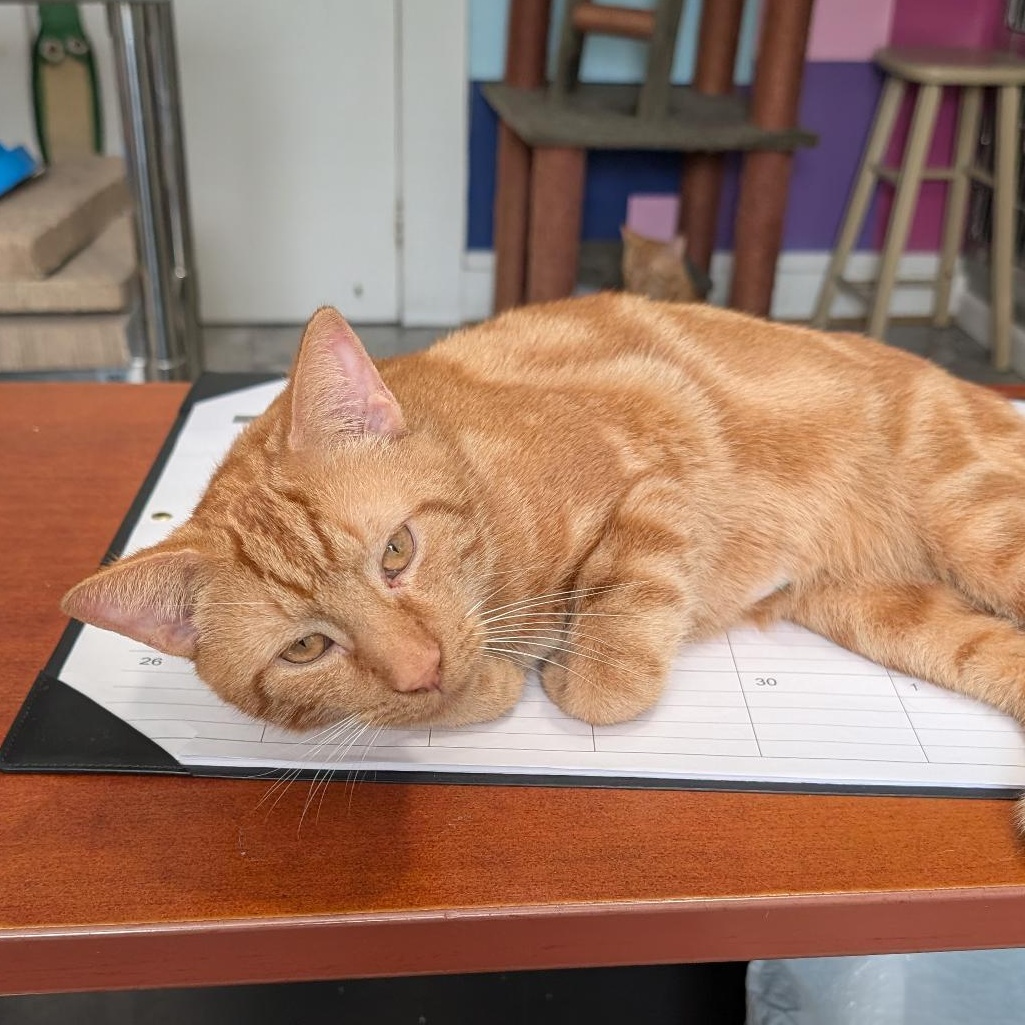Enlarge Tyler, a Adoptable Domestic Short Hair in Reisterstown, MD image 6/6