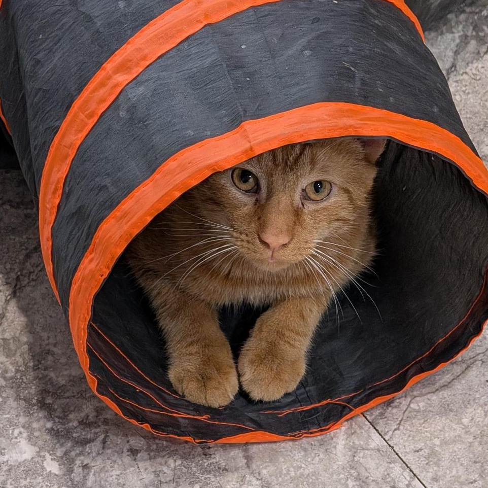 Tyler, Adoptable, Young Male Domestic Short Hair.