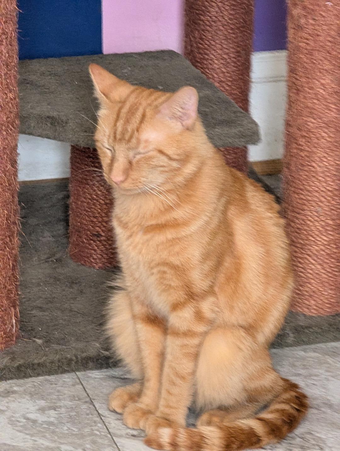Enlarge Tyler, a Adoptable Domestic Short Hair in Reisterstown, MD image 3/6