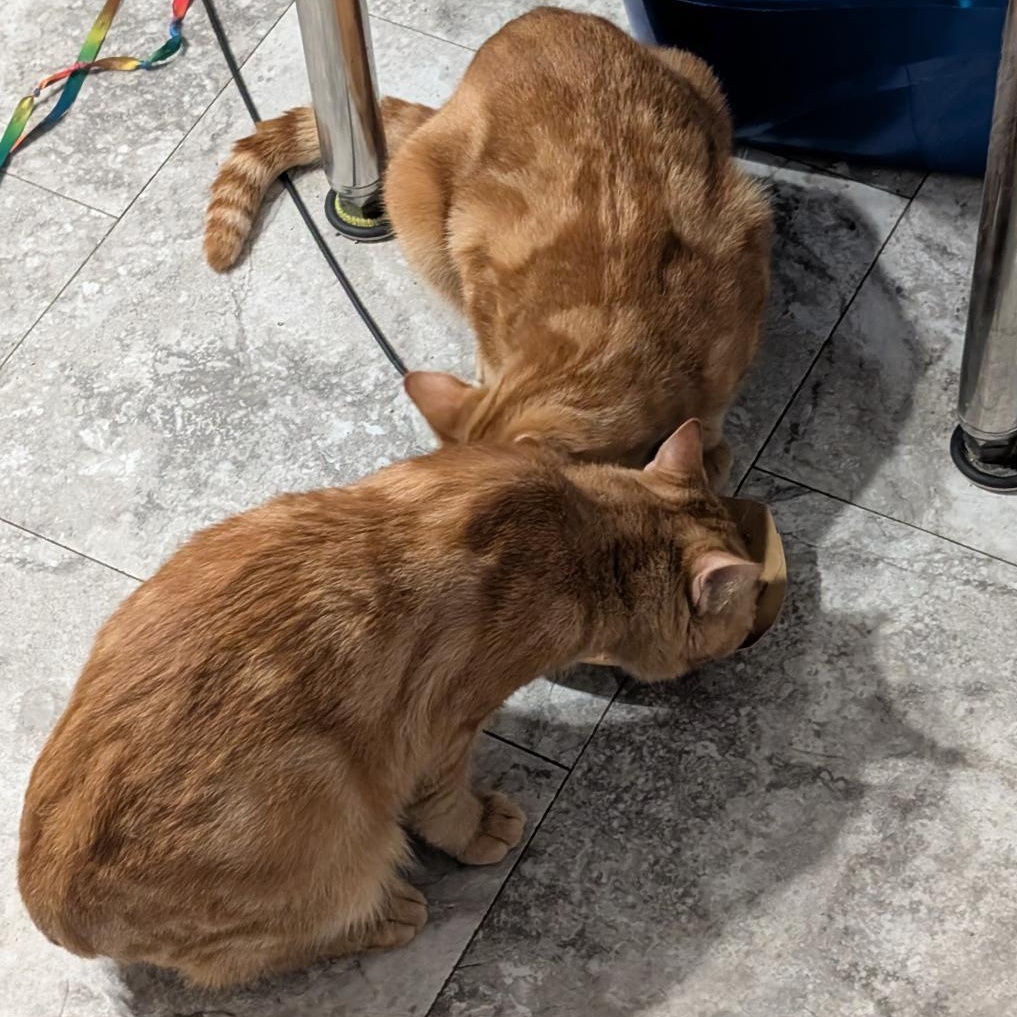 Tyler bonded to Zachary, Adoptable, Young Male Domestic Short Hair.