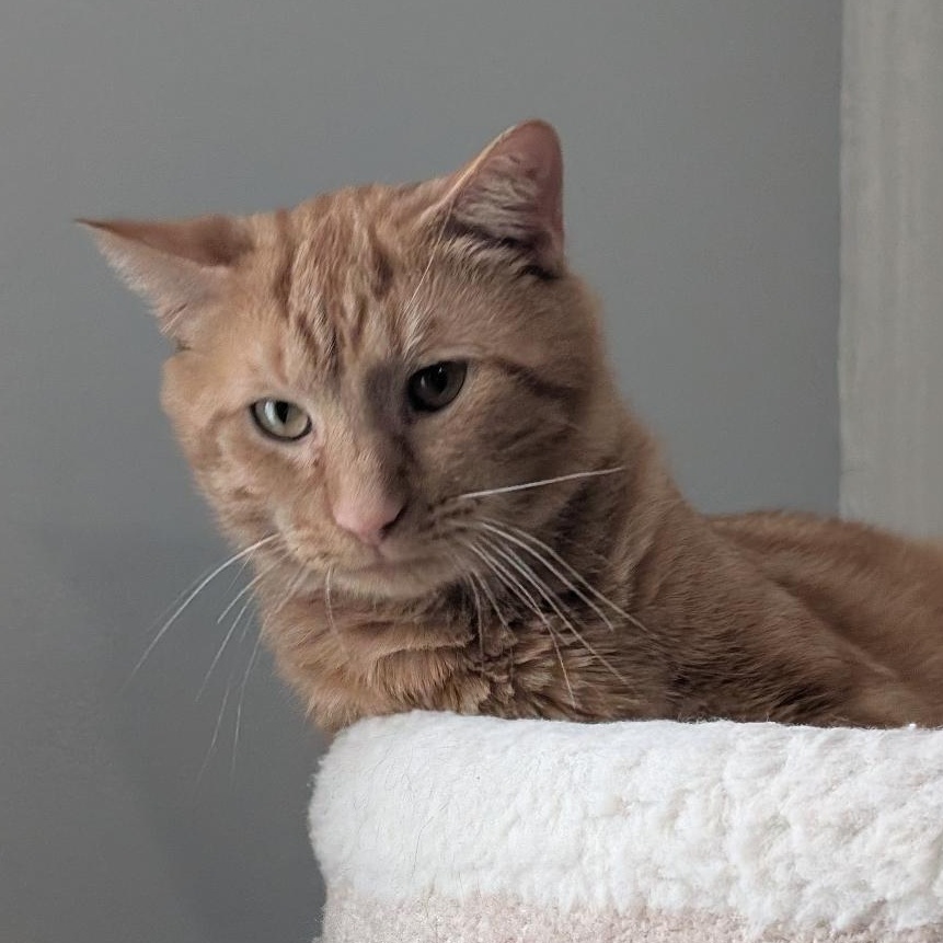 Enlarge Tyler, a Adoptable Domestic Short Hair in Reisterstown, MD image 2/6
