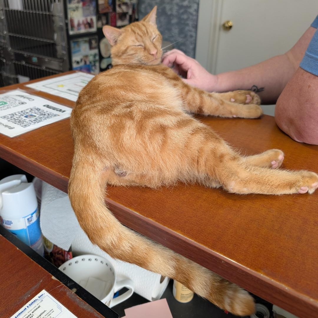 Enlarge Tyler, a Adoptable Domestic Short Hair in Reisterstown, MD image 5/6