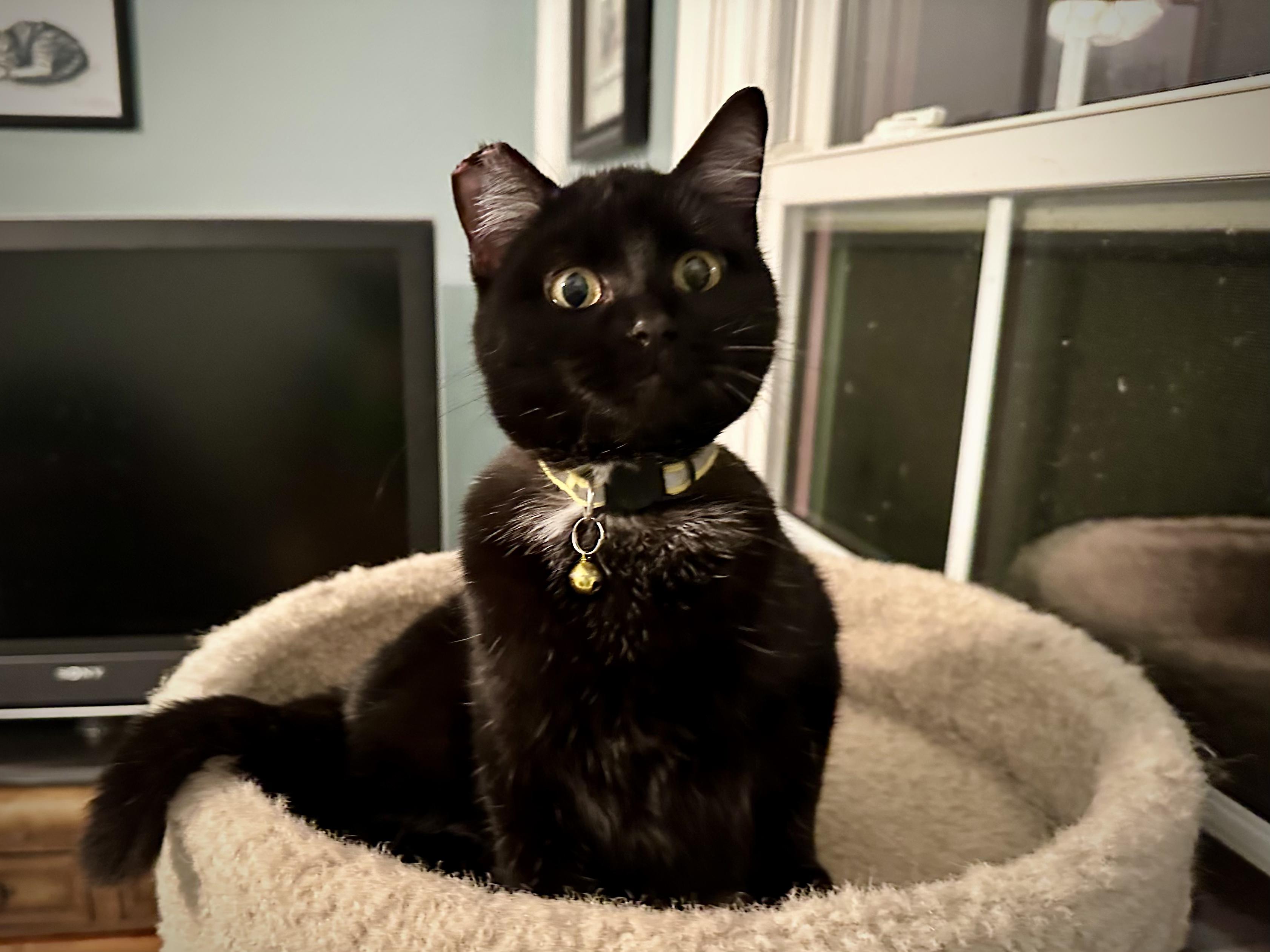 Little One, a Adoptable Domestic Short Hair in Unionville, MO image 2/2