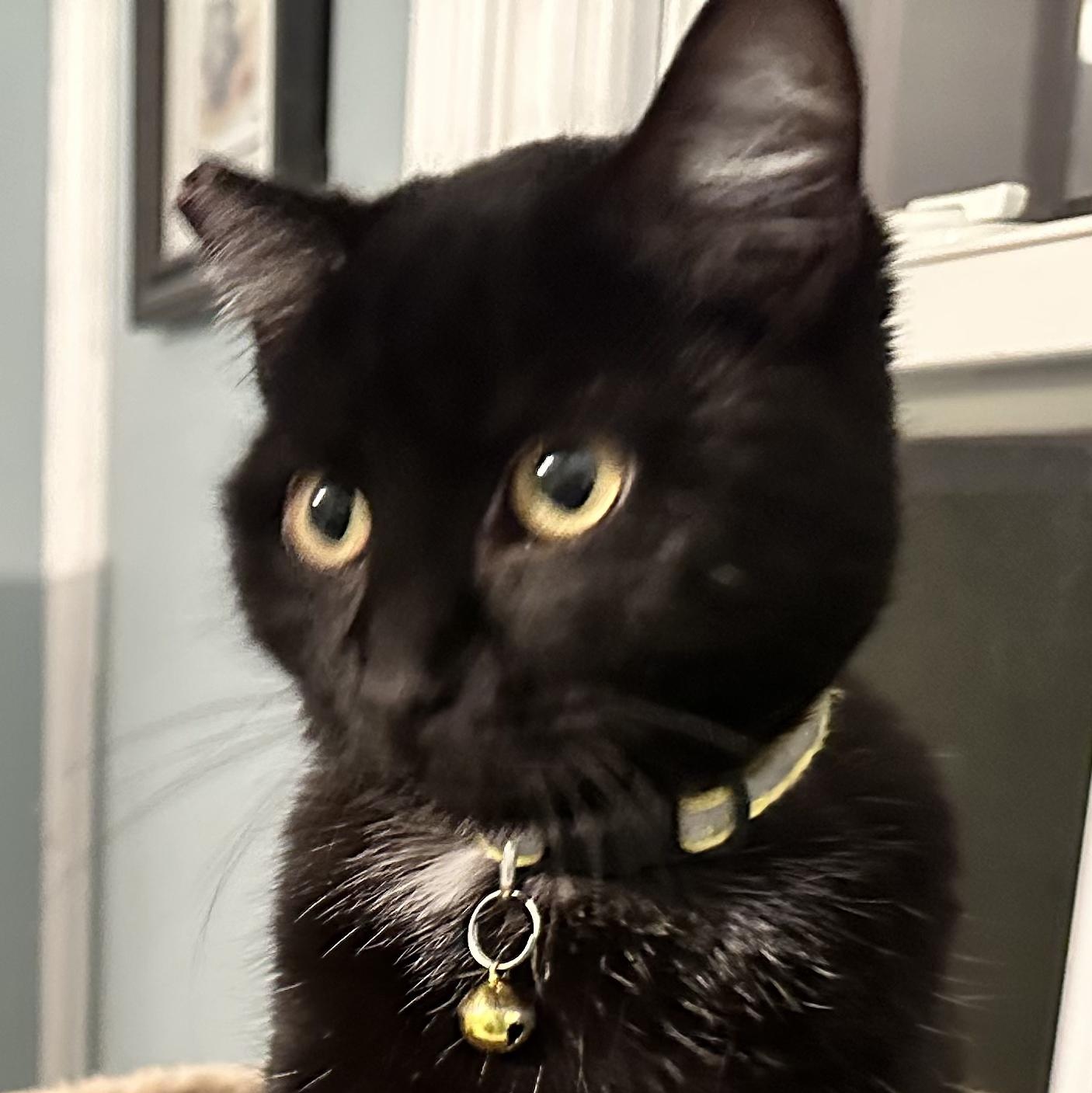 Little One, a Adoptable Domestic Short Hair in Unionville, MO image 1/2