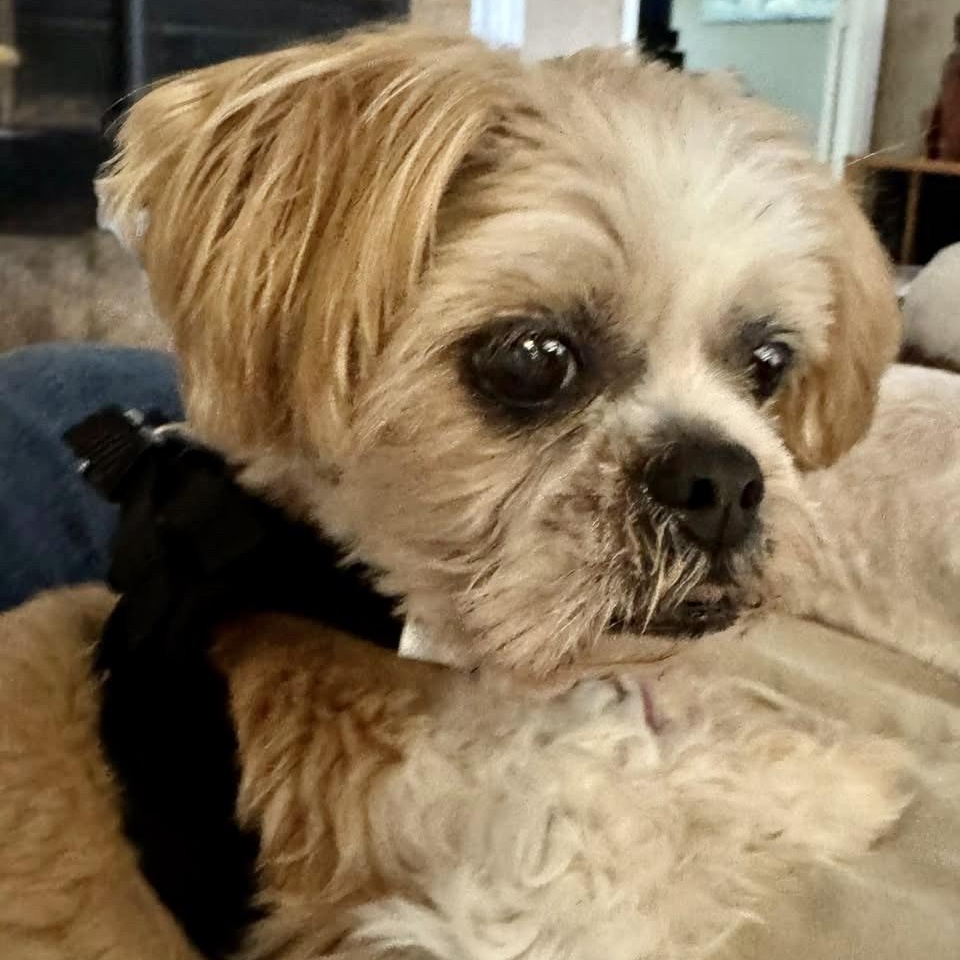 Reba Denton, adopted, Senior Female Shih Tzu & Terrier.