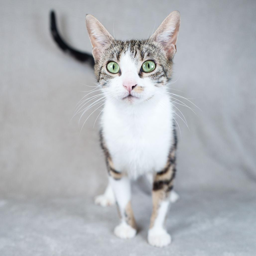 Tui, Adoptable, Young Female Domestic Short Hair.