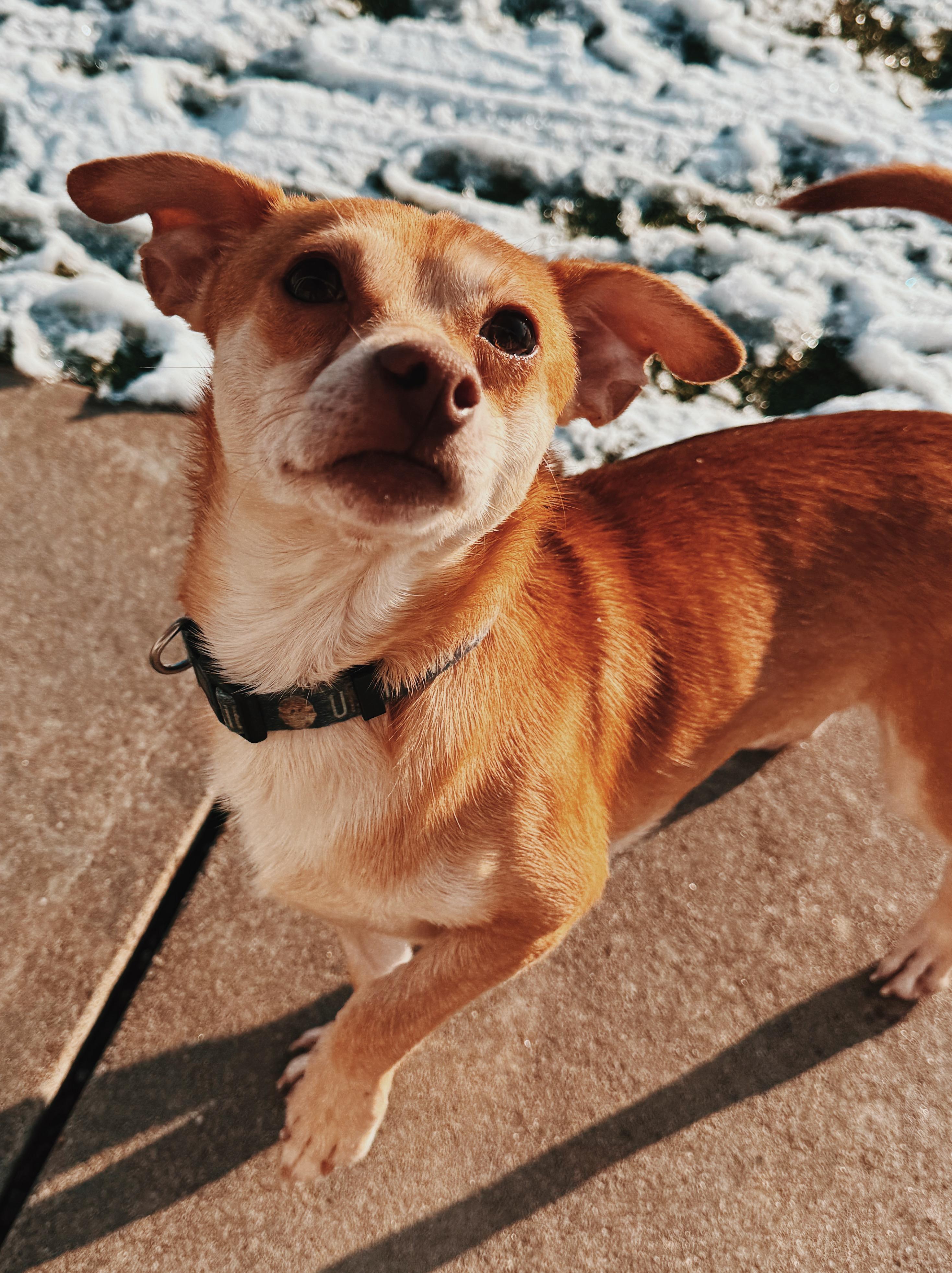 Enlarge Nick, a ADOPTABLE mixed breed in Hays, KS image 4/6