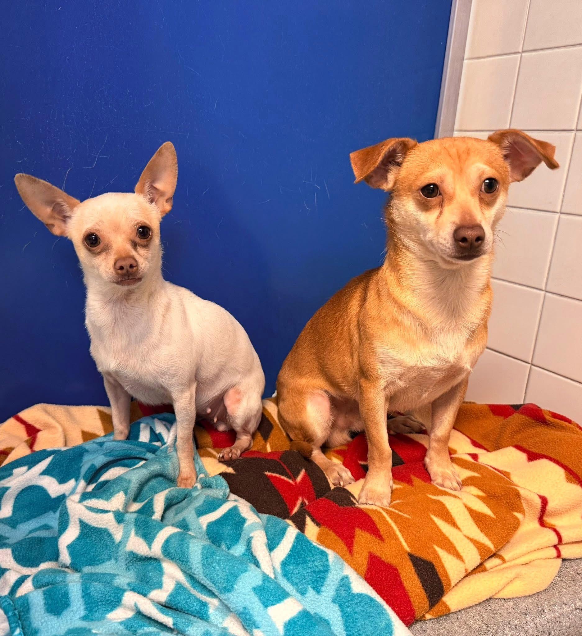 Enlarge Judy and Nick - Bonded Pair, a ADOPTABLE mixed breed in Hays, KS image 1/6