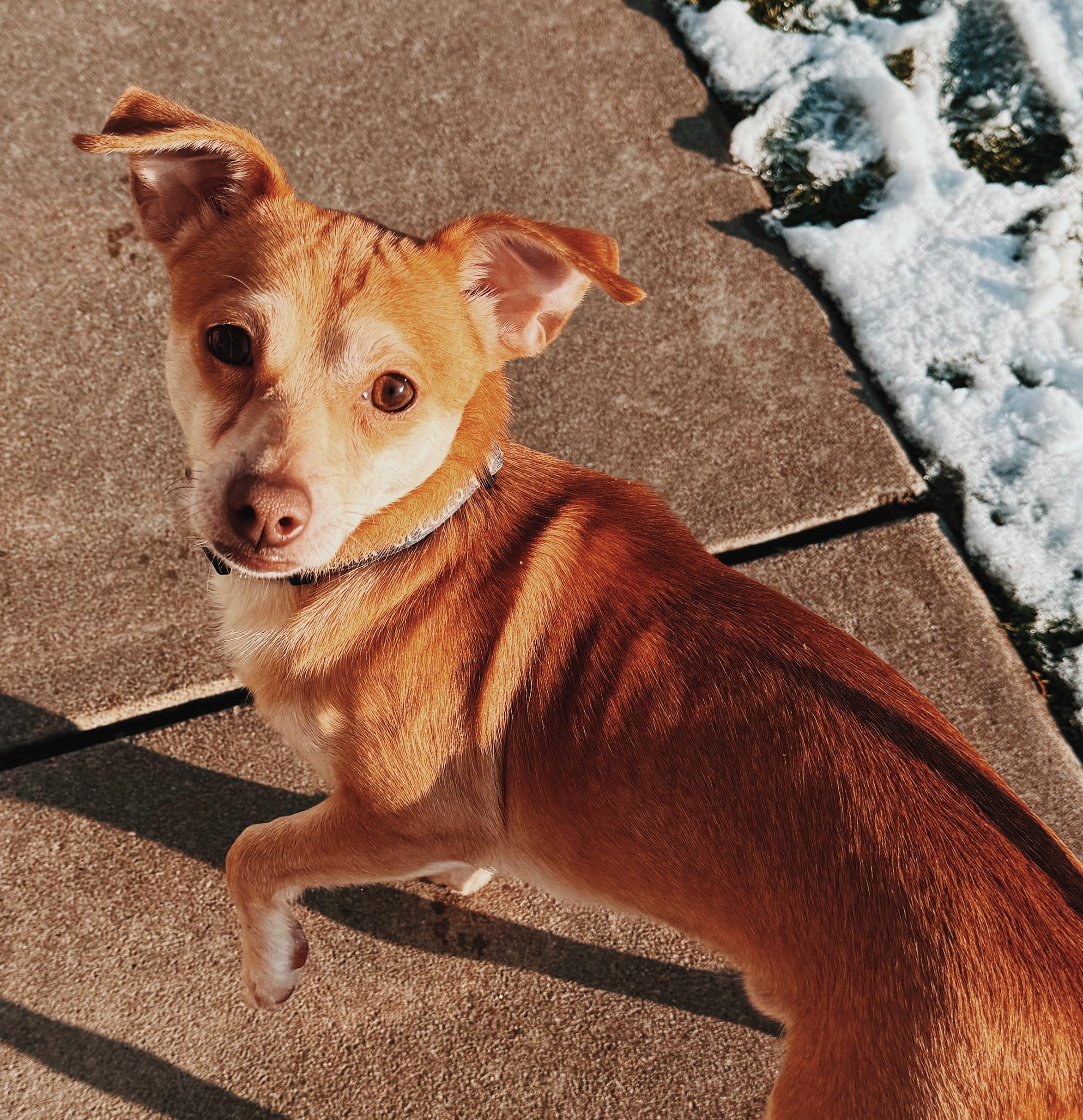 Enlarge Nick, a ADOPTABLE mixed breed in Hays, KS image 6/6