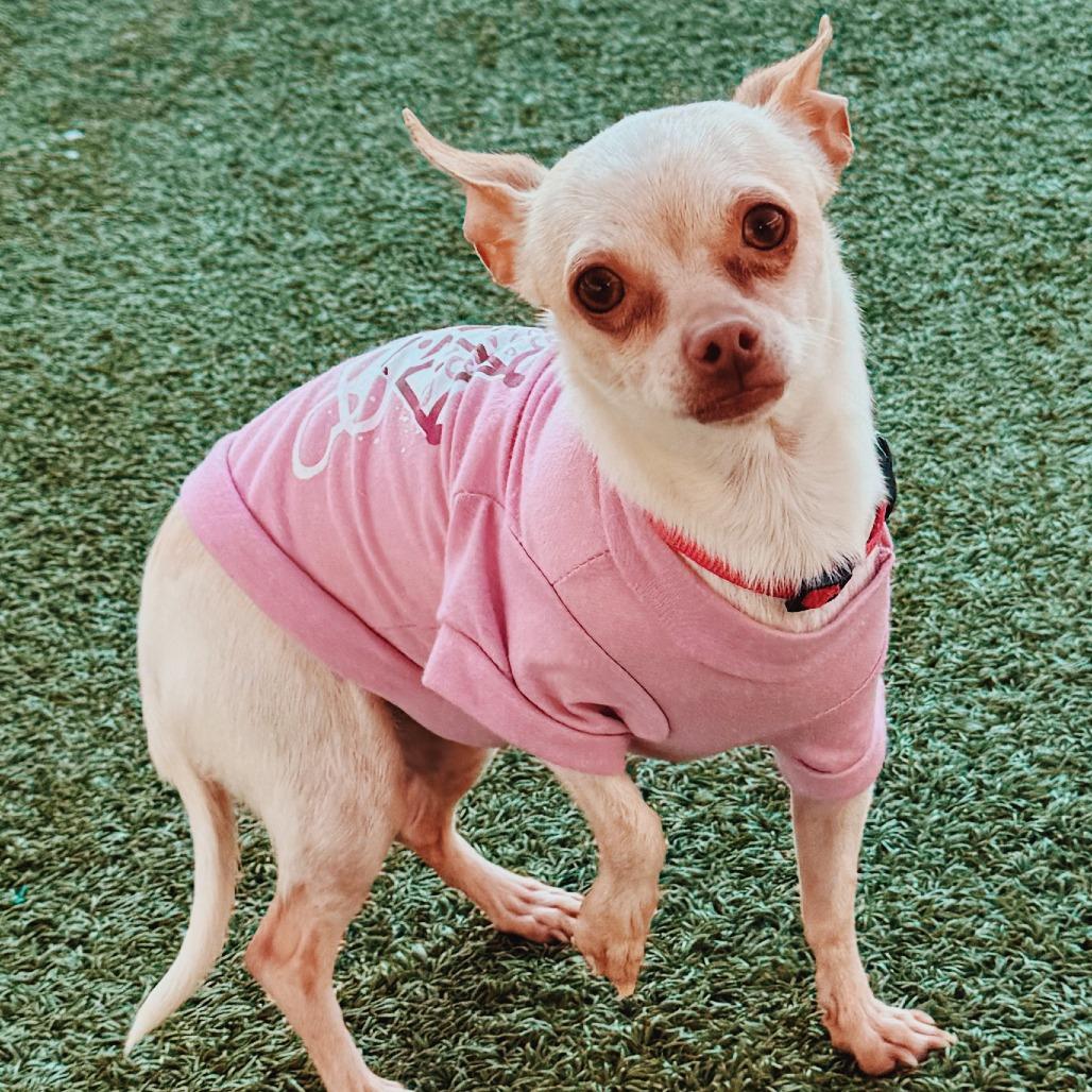 Enlarge Judy and Nick - Bonded Pair, a ADOPTABLE mixed breed in Hays, KS image 2/6