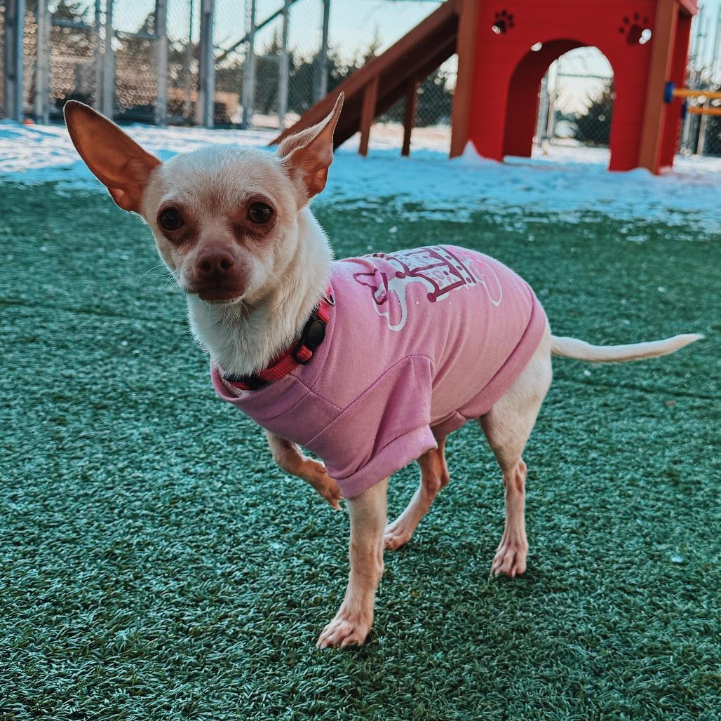 Enlarge Judy and Nick - Bonded Pair, a ADOPTABLE mixed breed in Hays, KS image 3/6
