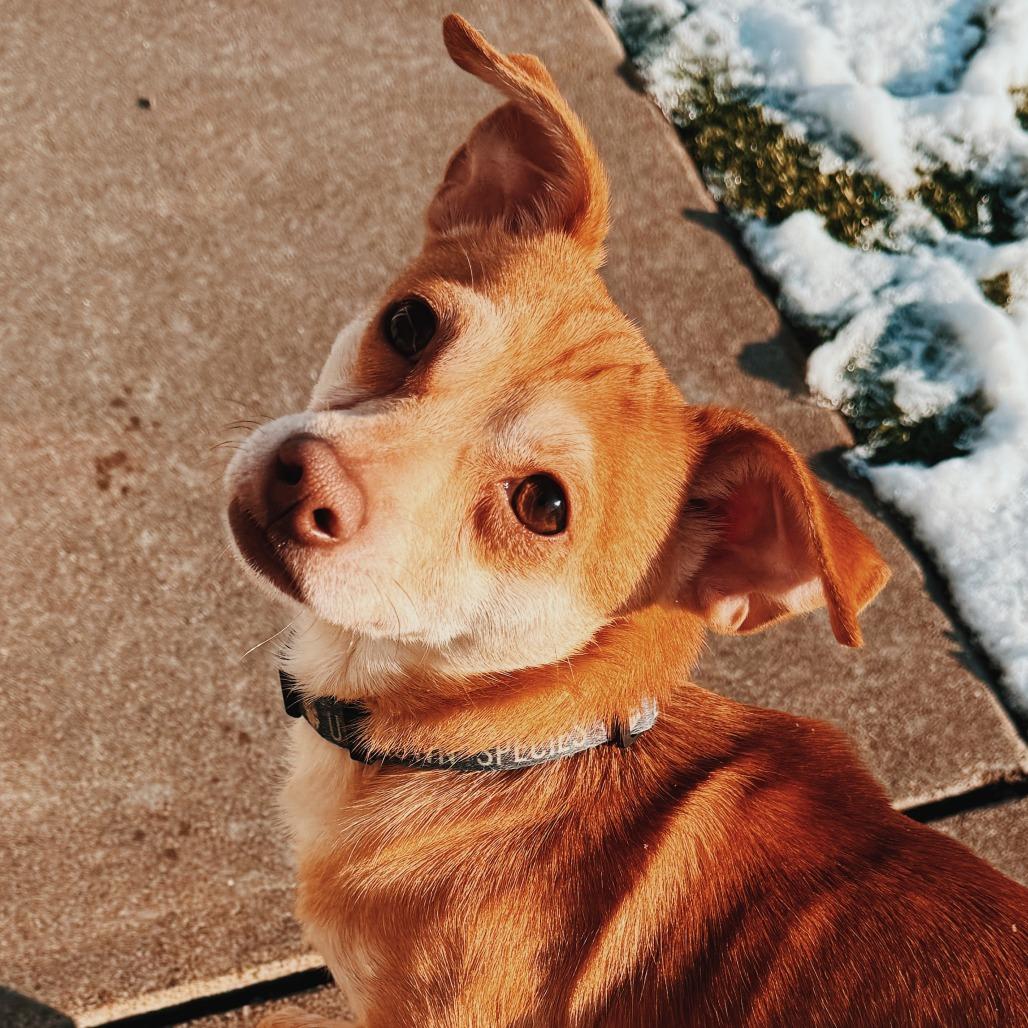 Enlarge Judy and Nick - Bonded Pair, a ADOPTABLE mixed breed in Hays, KS image 4/6