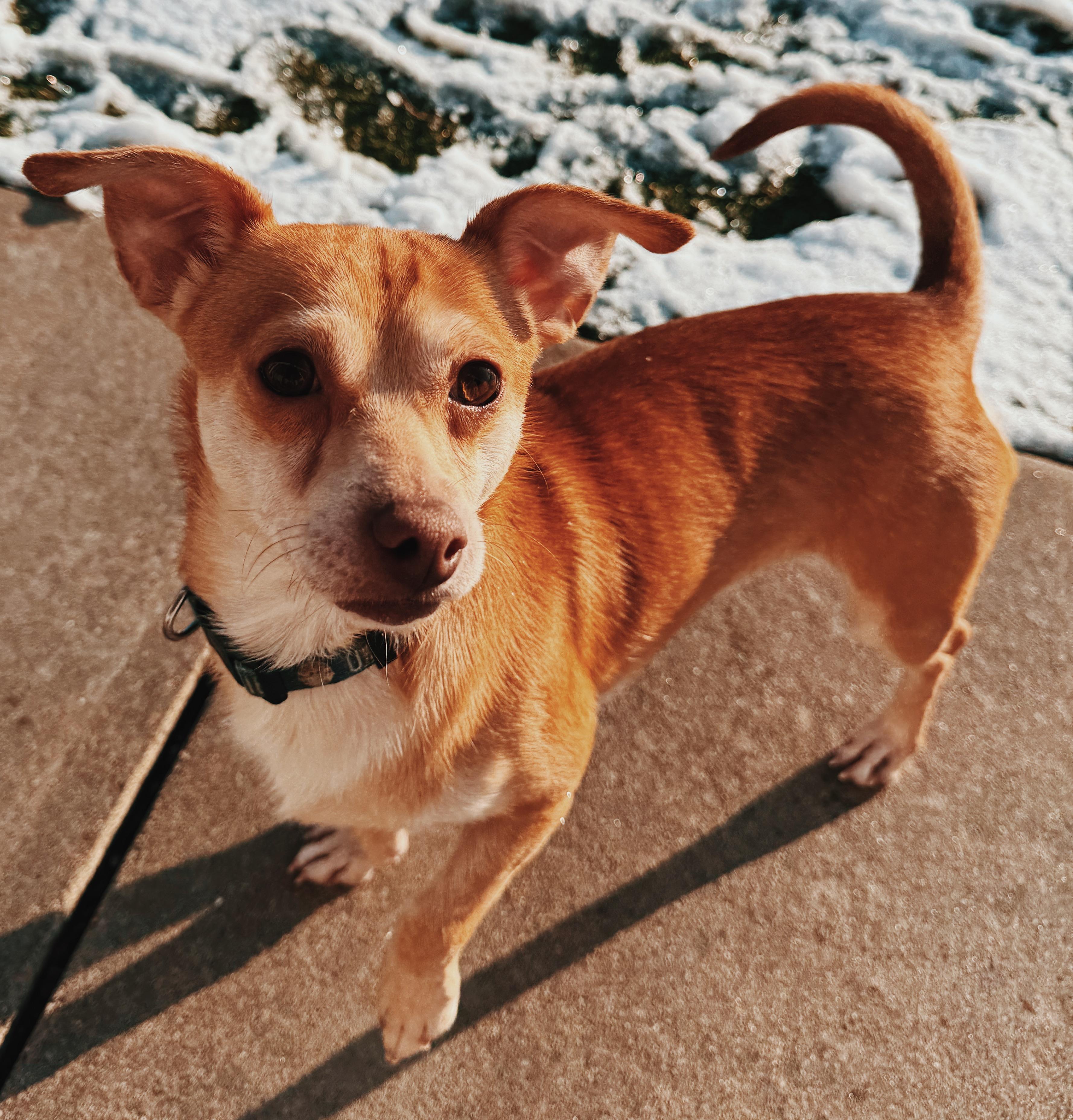 Enlarge Nick, a ADOPTABLE mixed breed in Hays, KS image 1/6