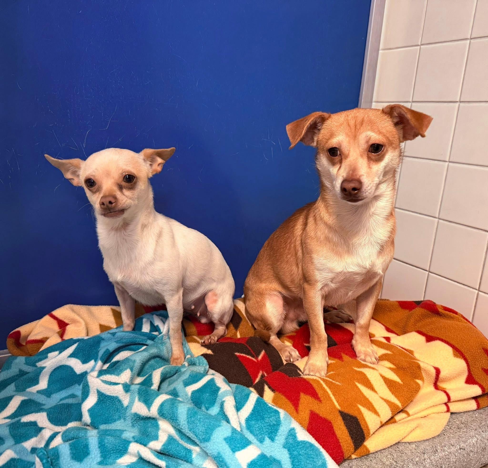 Enlarge Judy and Nick - Bonded Pair, a ADOPTABLE mixed breed in Hays, KS image 5/6