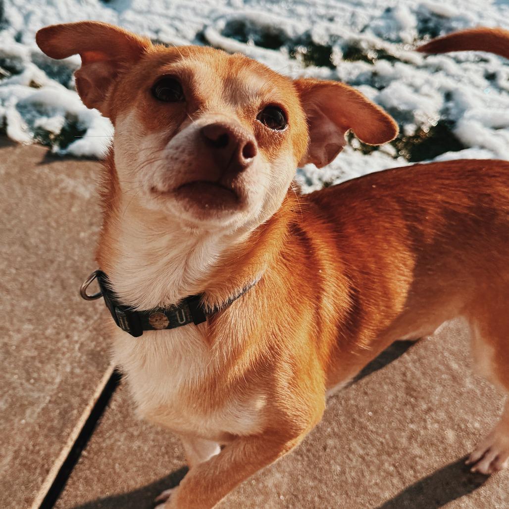 Enlarge Judy and Nick - Bonded Pair, a ADOPTABLE mixed breed in Hays, KS image 6/6