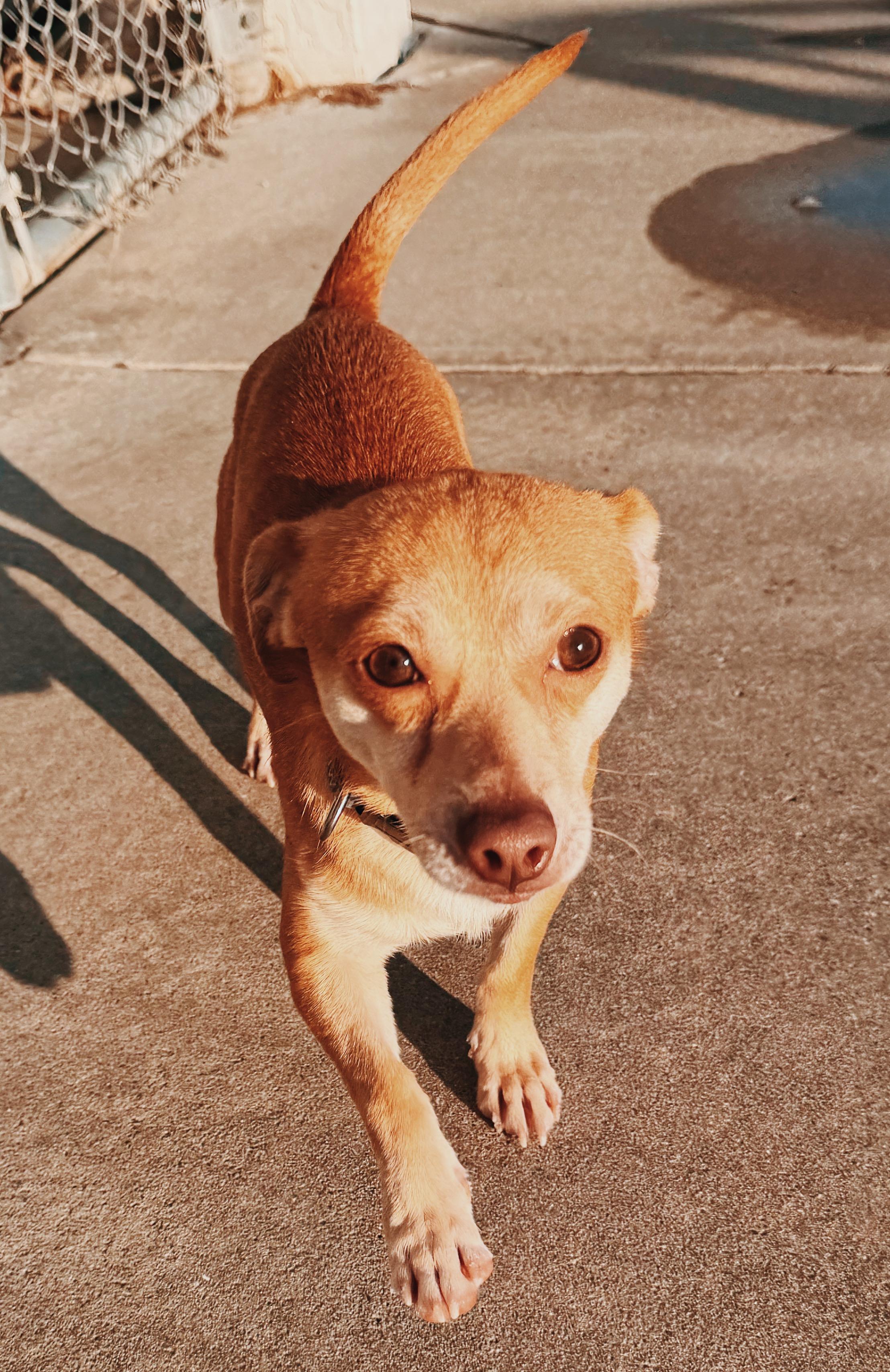 Enlarge Nick, a ADOPTABLE mixed breed in Hays, KS image 3/6