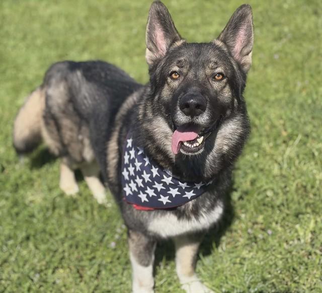 TYRONE, Adoptable, Young Male German Shepherd Dog & Husky.
