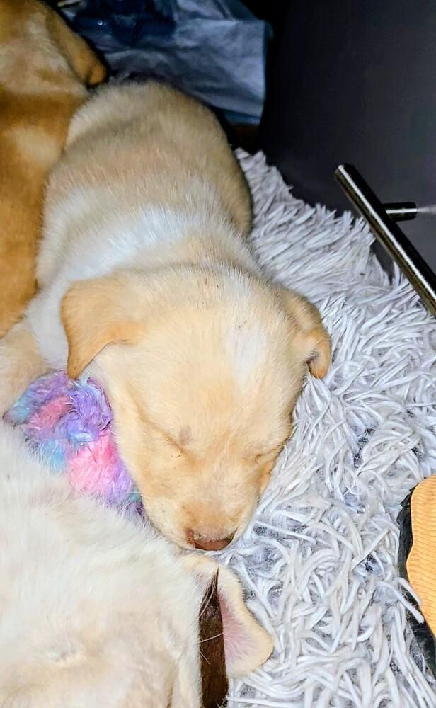 Enlarge Cream Puff, a Adoptable mixed breed in Evergreen, CO image 1/4