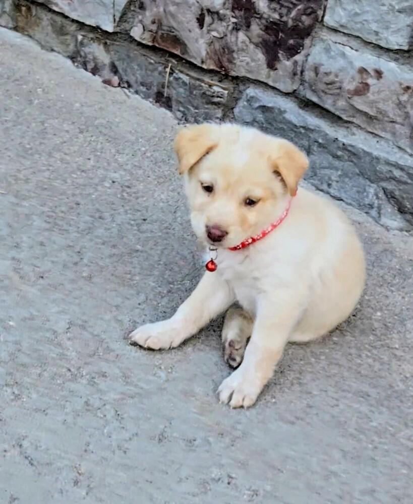 Enlarge Cream Puff, a Adoptable mixed breed in Evergreen, CO image 2/4