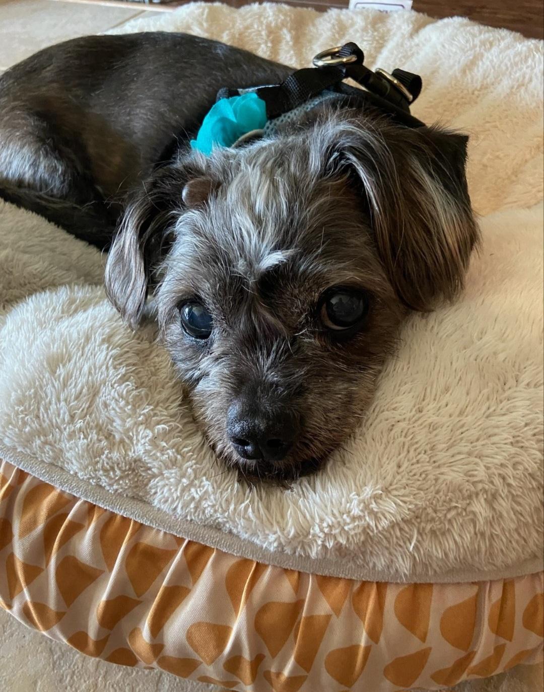 Rebecca, ADOPTABLE, Senior Female Shih Tzu.