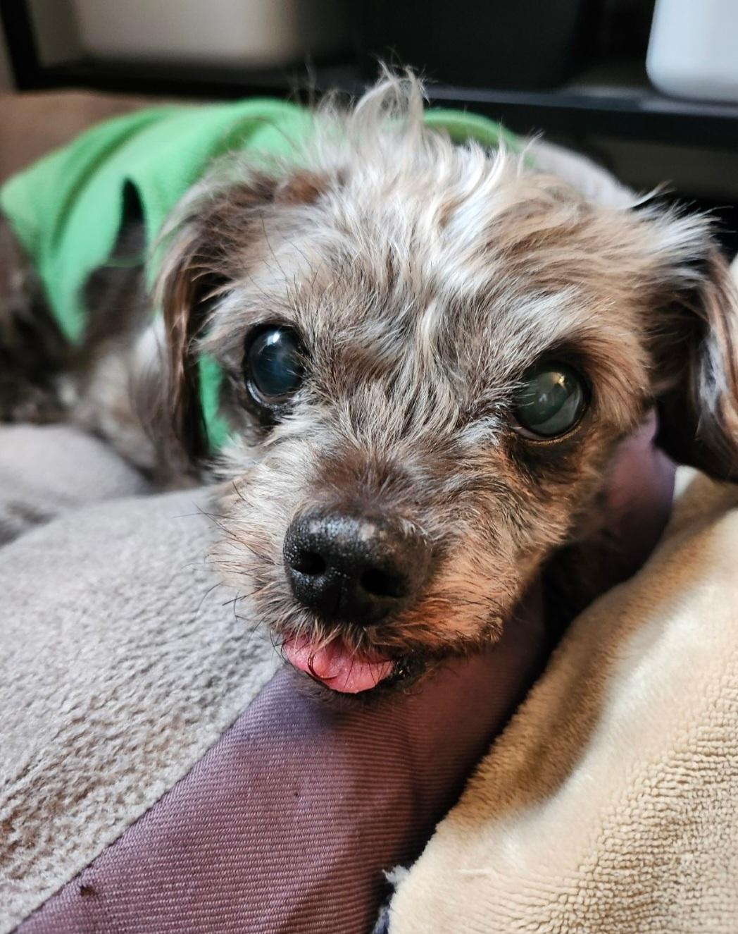 Rebecca, a ADOPTABLE Shih Tzu in Maumee, OH image 4/4