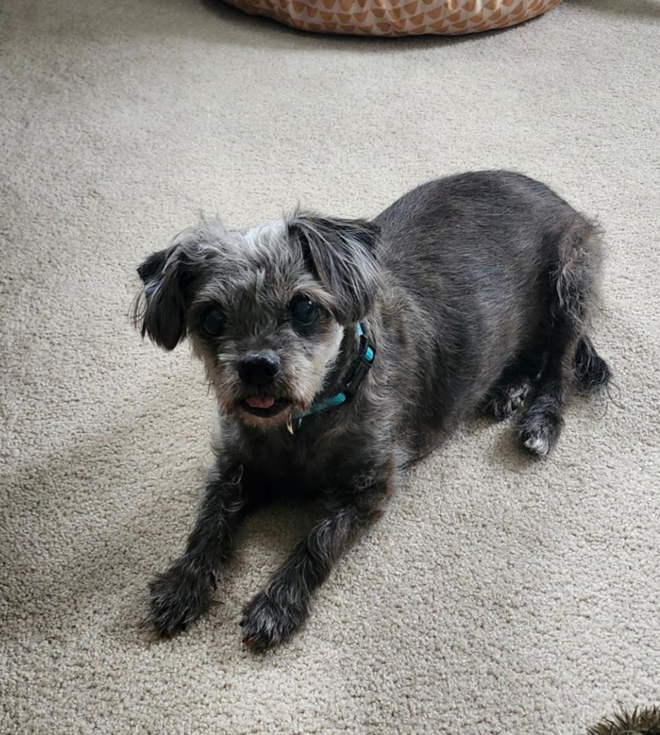Rebecca, a ADOPTABLE Shih Tzu in Maumee, OH image 2/4