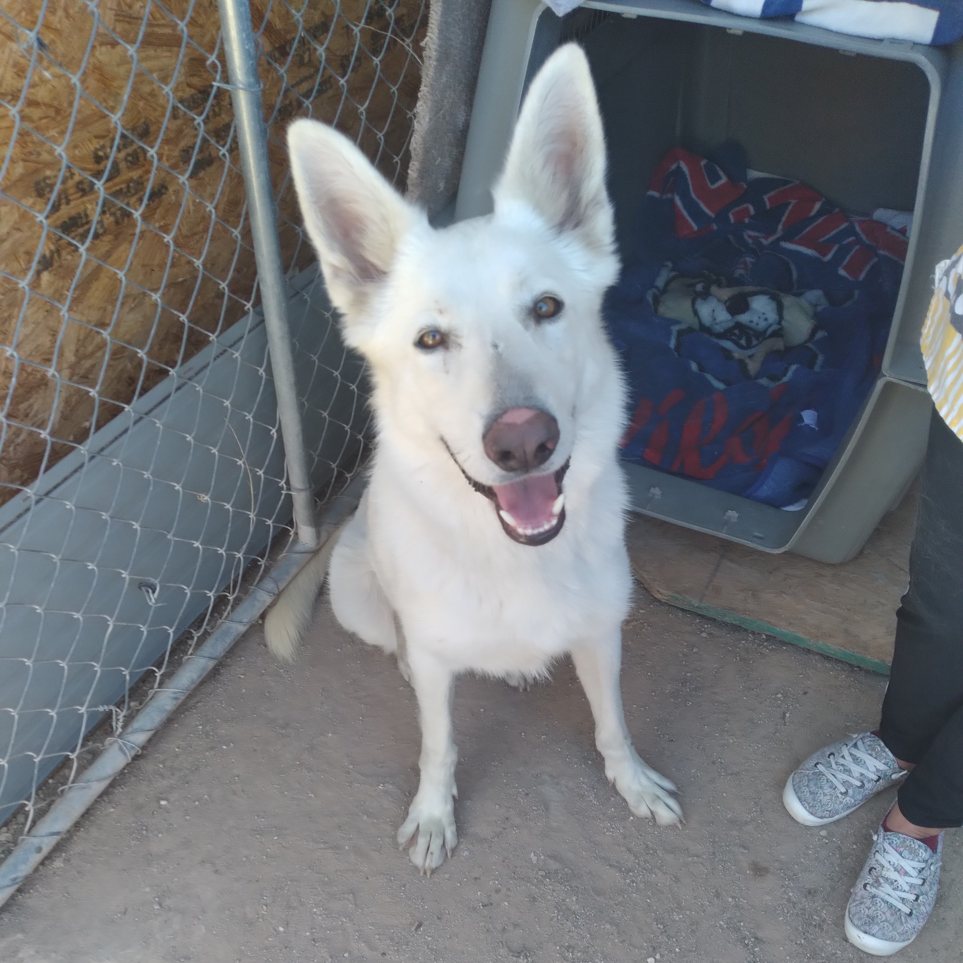 Sinbad, an adopted Shepherd & Labrador Retriever Mix in Tucson, AZ_image-1