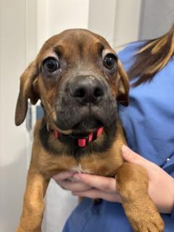 Razzle (red), Adoptable, Young Male Mixed Breed & Beagle.