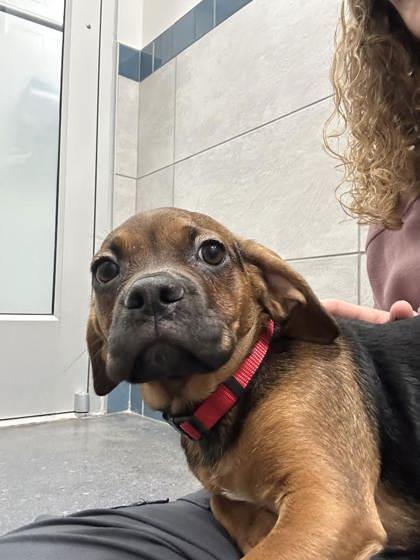 Enlarge Razzle (red), a Adoptable mixed breed in Scotia, NY image 2/3