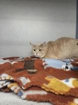 Bonkers, ADOPTABLE, Adult Male Domestic Short Hair.