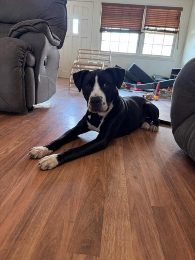 Ria, Adoptable, Adult Female Pit Bull Terrier.