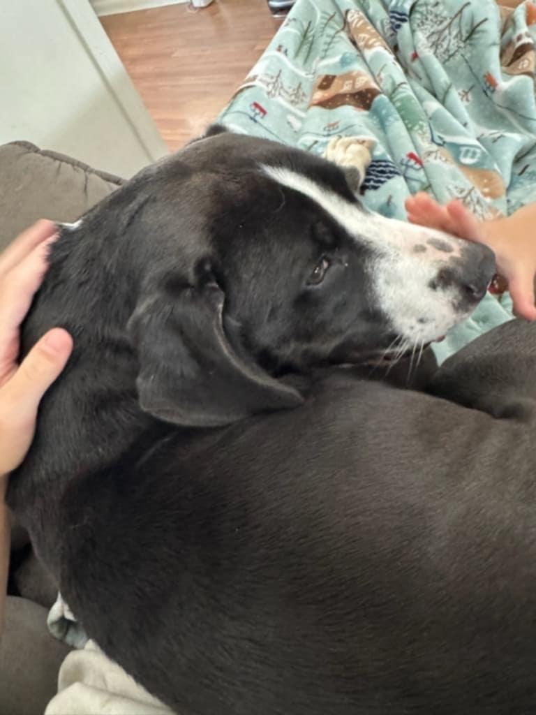 Ria, a Adoptable Pit Bull Terrier in Claxton, GA image 3/5