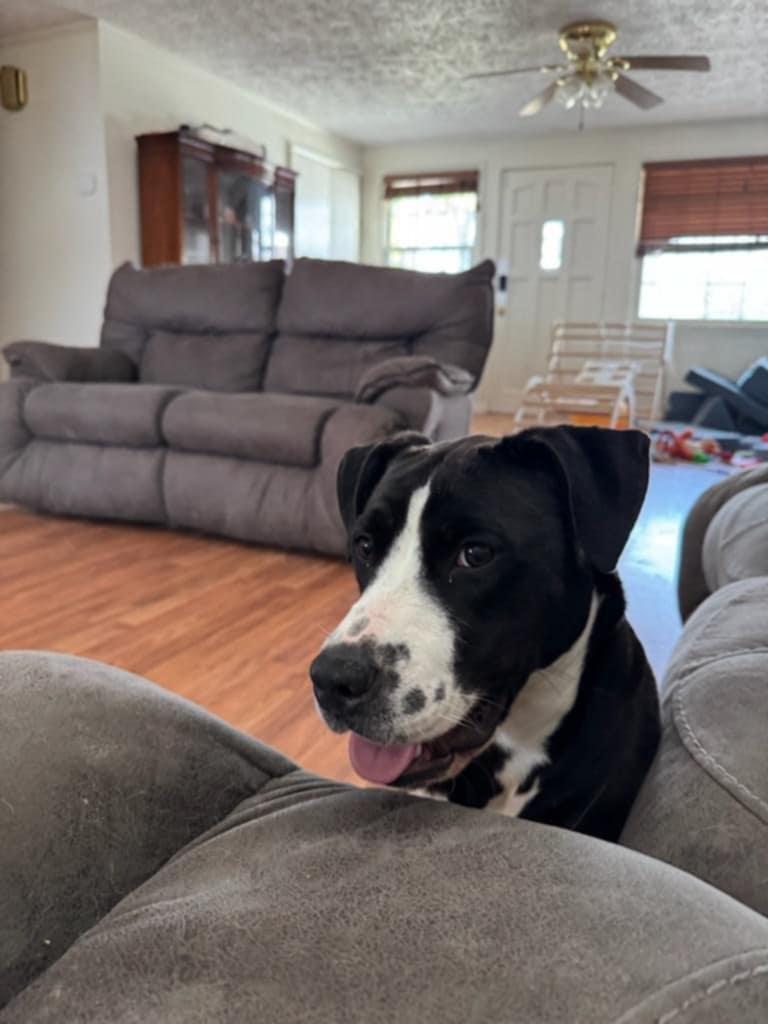 Ria, a Adoptable Pit Bull Terrier in Claxton, GA image 4/5