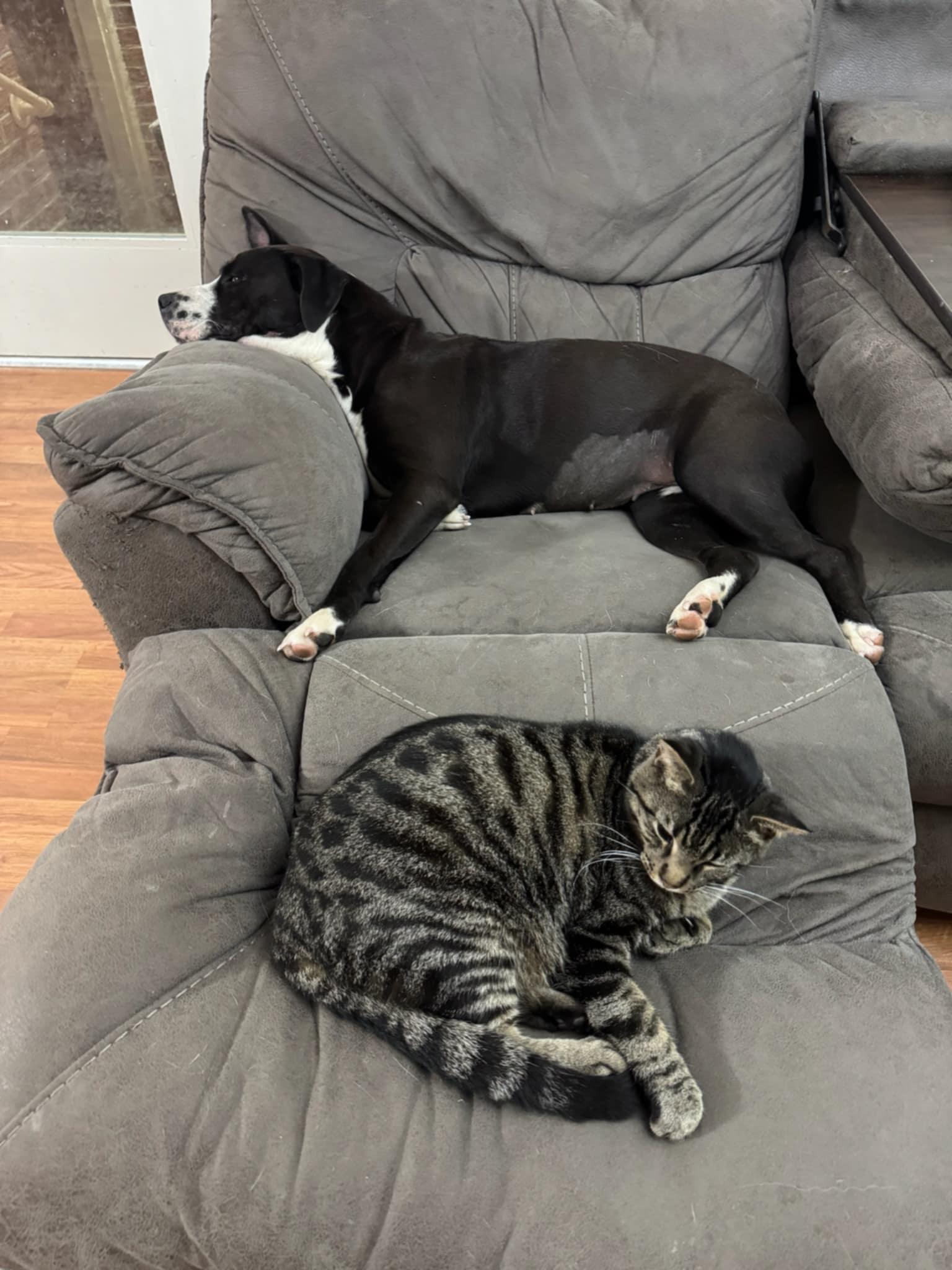 Ria, a Adoptable Pit Bull Terrier in Claxton, GA image 5/5