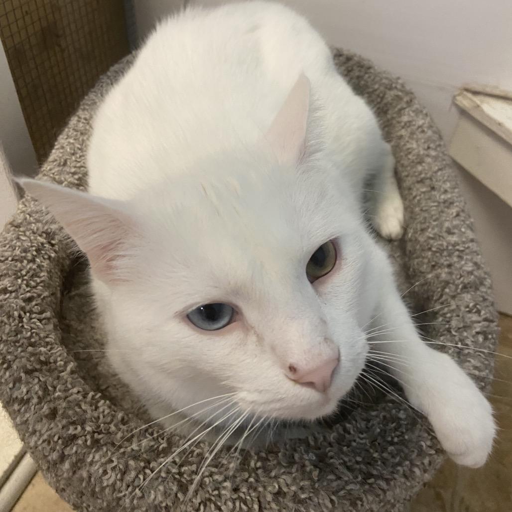 Sage, Adoptable, Adult Male Domestic Short Hair.