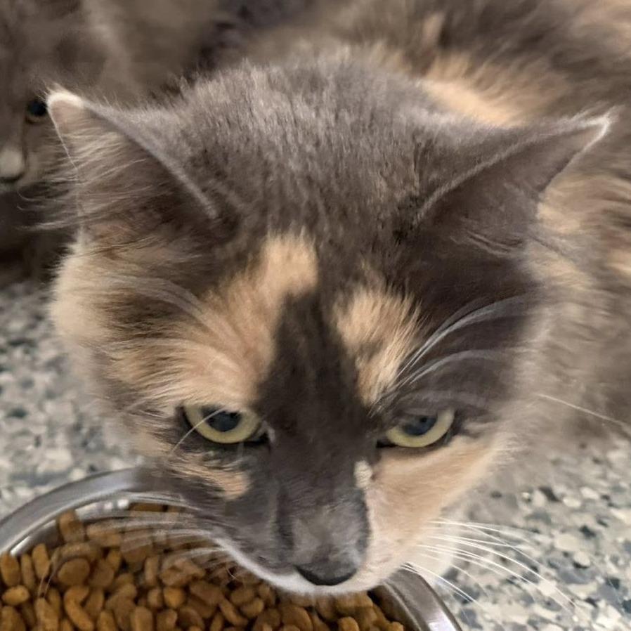 Mama Cat, Adoptable, Kitten Male American Shorthair.