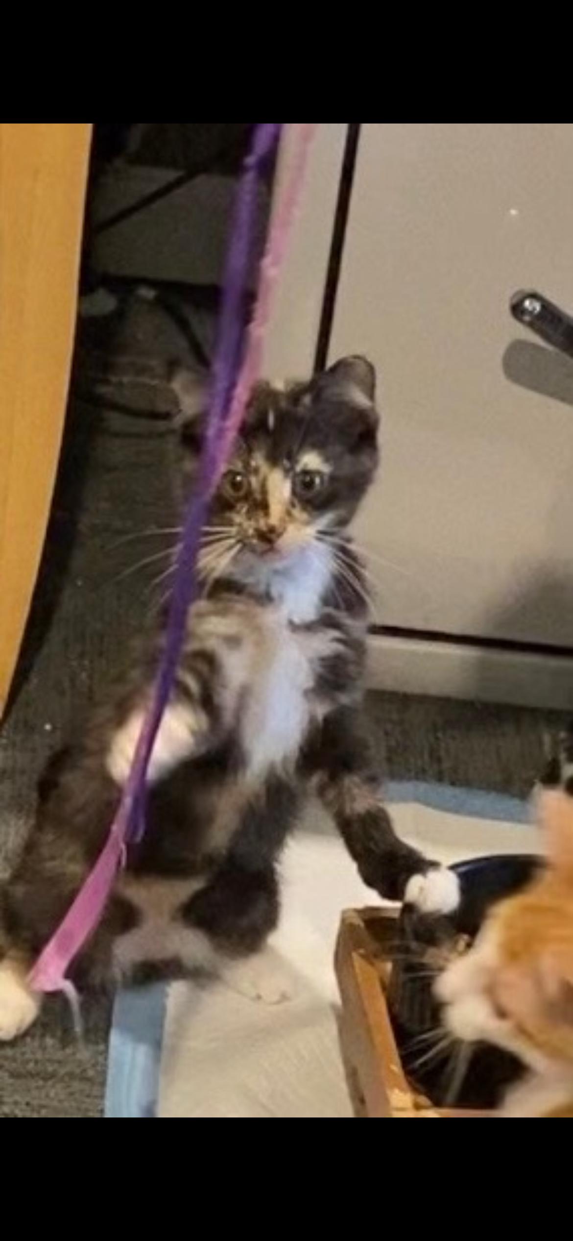 Enlarge Chromeo, an adopted mixed breed in Omaha, NE image 2/3