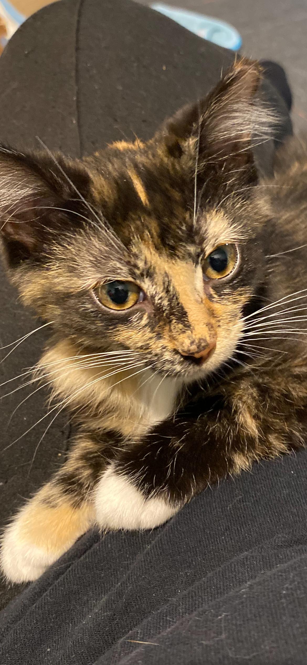 Chromeo, adopted, Kitten Female Domestic Short Hair & Tortoiseshell.