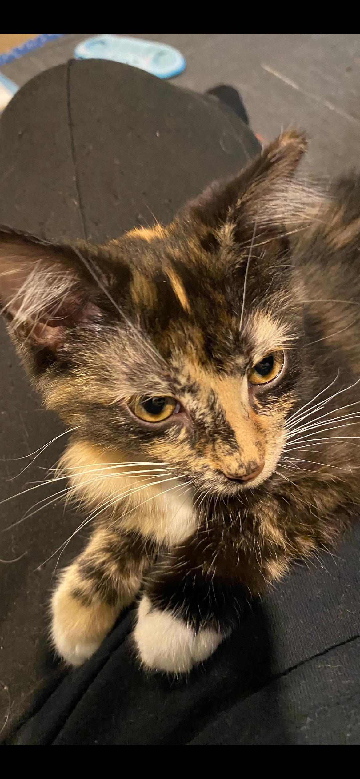 Enlarge Chromeo, an adopted mixed breed in Omaha, NE image 3/3