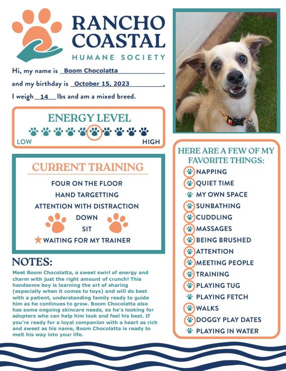 Enlarge Boom Chocolatta, a Adoptable mixed breed in Encinitas, CA image 3/3