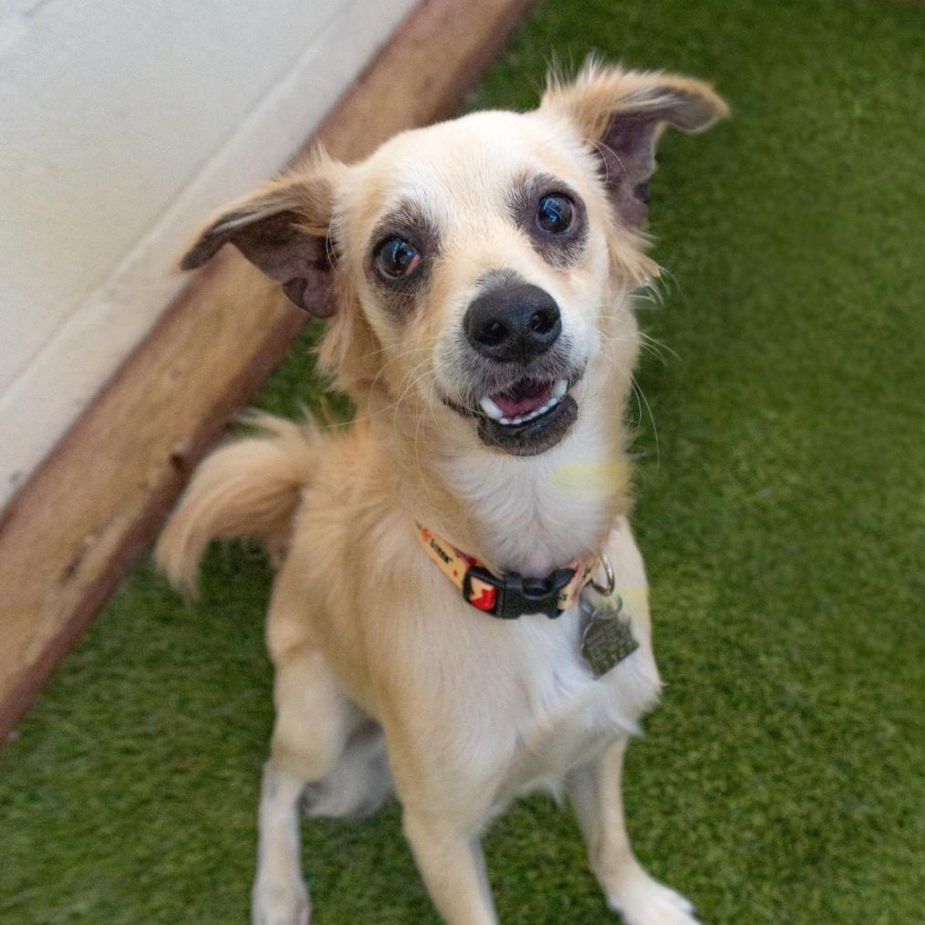 Enlarge Boom Chocolatta, a Adoptable mixed breed in Encinitas, CA image 1/3