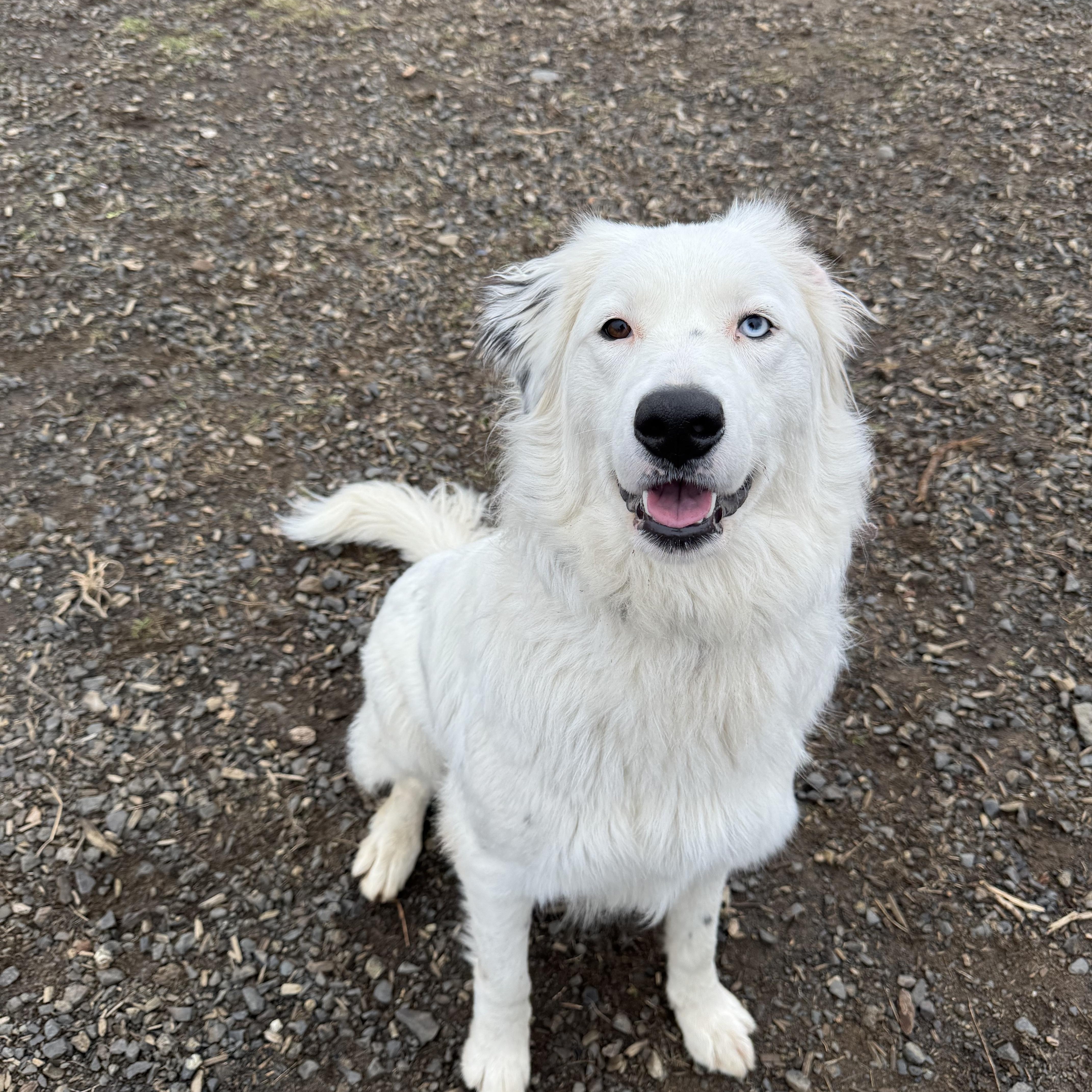 Carmen, an adoptable Border Collie, Great Pyrenees in The Dalles, OR, 97058 | Photo Image 4