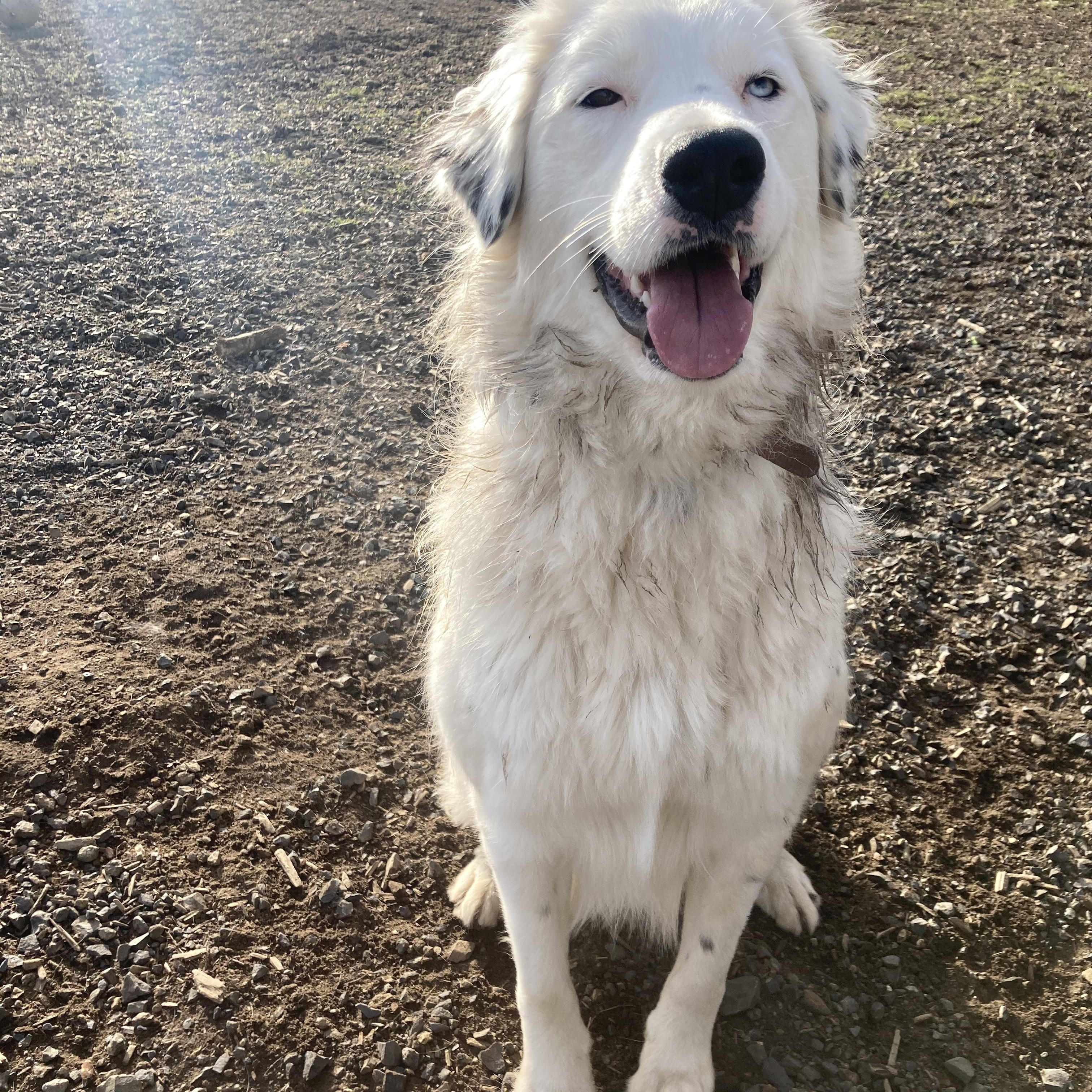 Carmen, Adult Female Border Collie